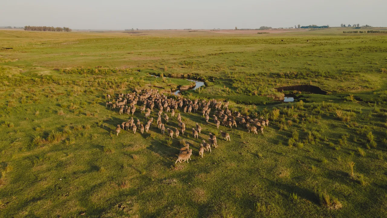 Aerial view of a flock of sheep on open pasture