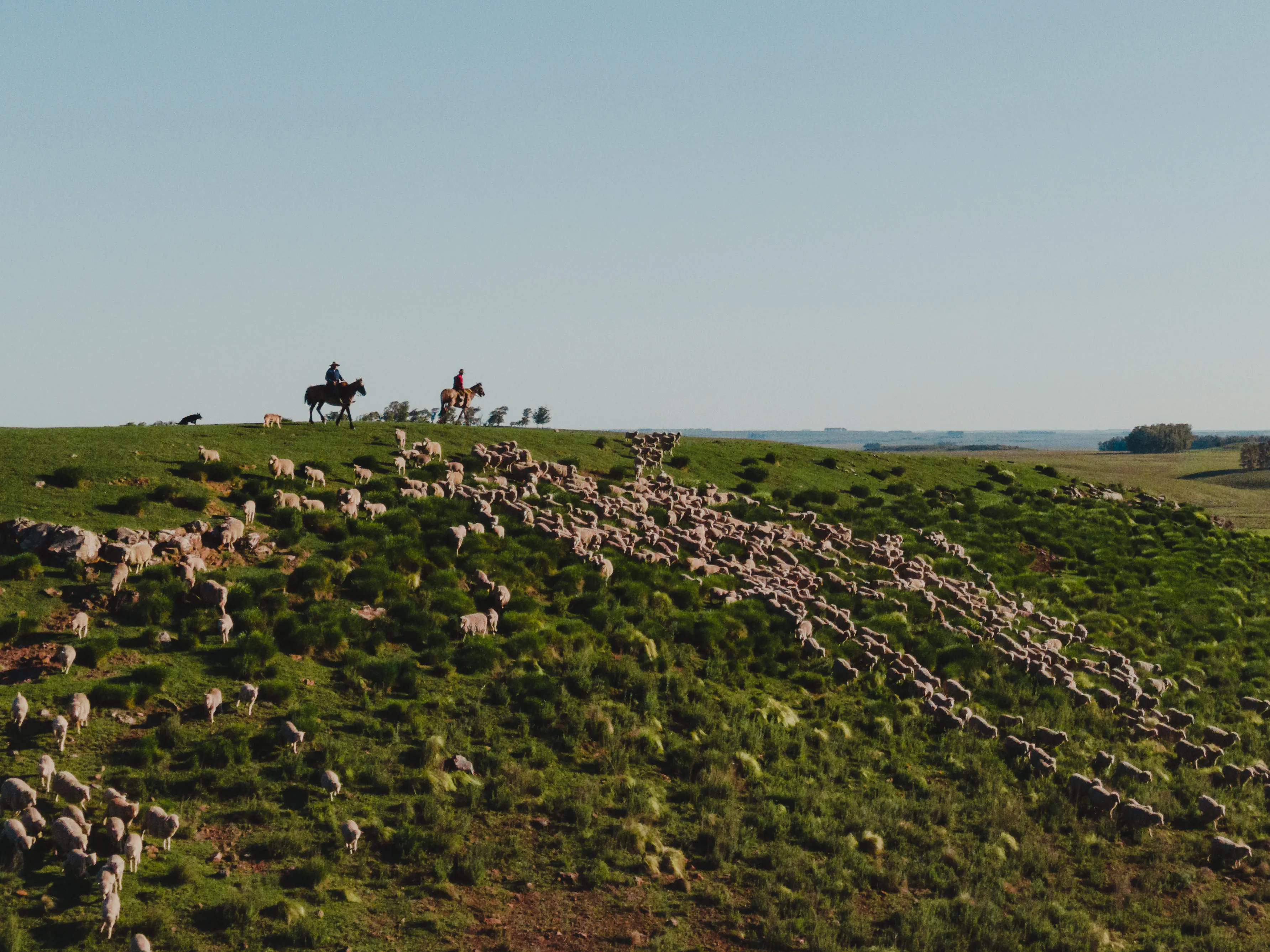 Gauchos on horseback herding sheep across a green hillside