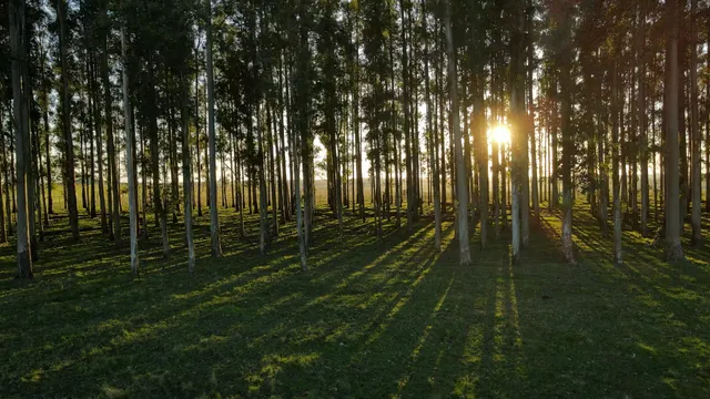 Sunlight through a planted forest