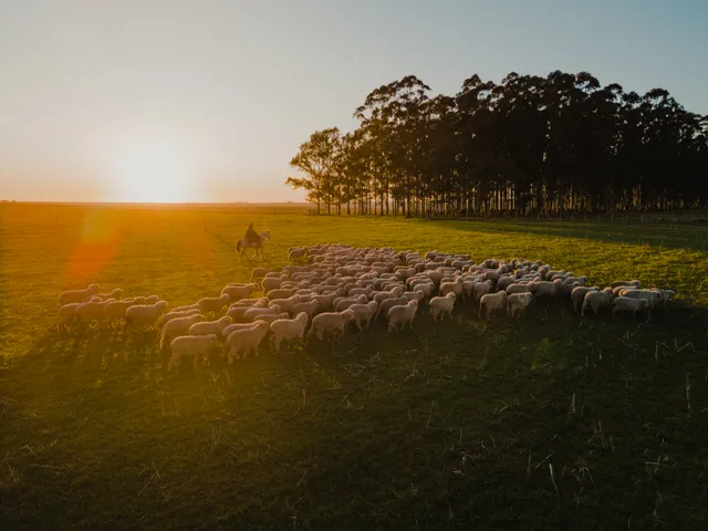 Sheep grazing on pasture at sunset