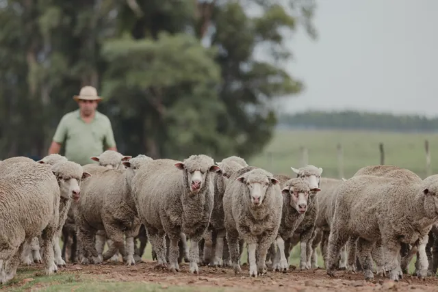Farmer herding a flock of sheep