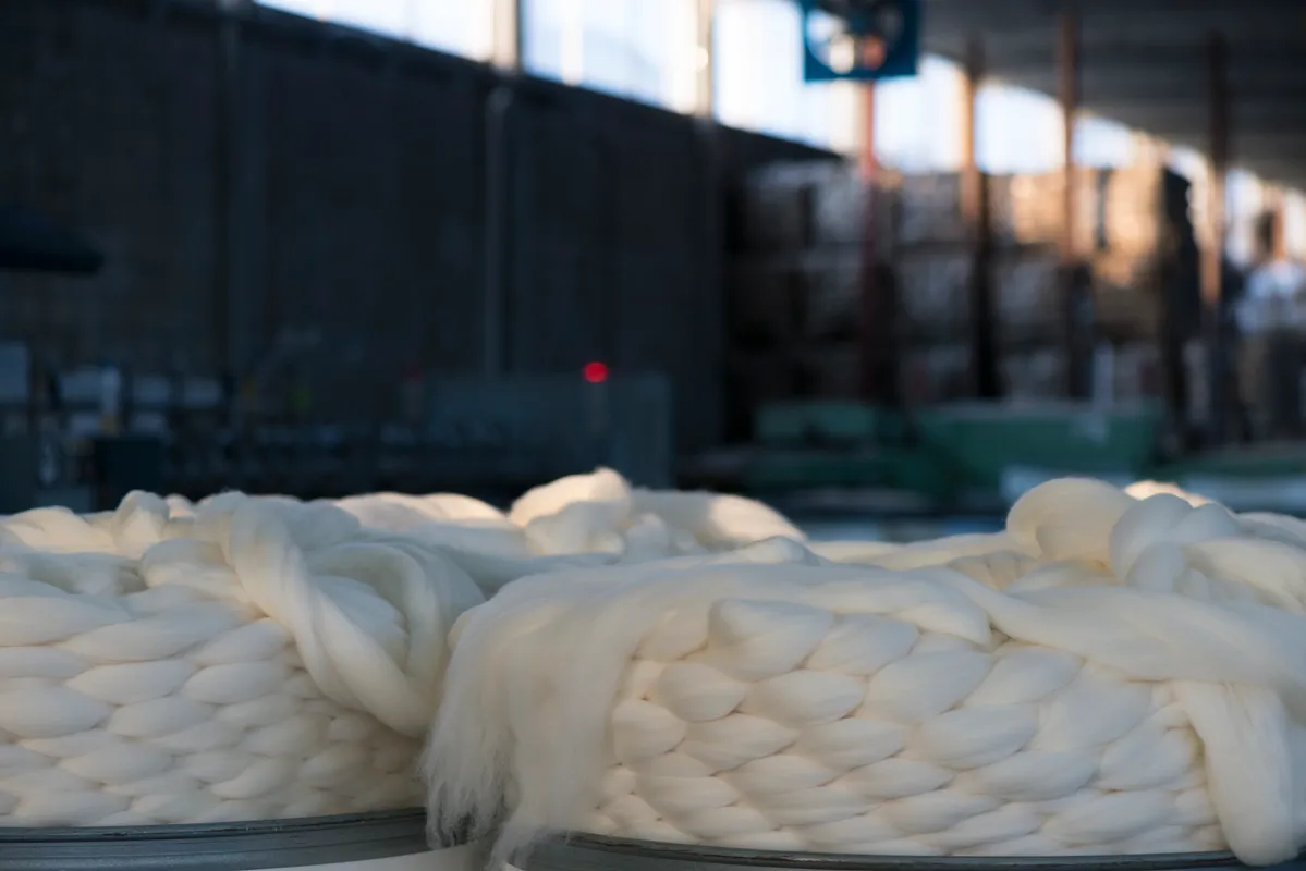 Coiled natural white wool tops